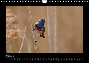 Märchenhafte Vogelwelt (Wandkalender 2023 DIN A4 quer)