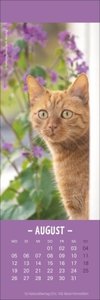 Katzen Lesezeichen & Kalender 2024. Süße Kätzchen in einem Mini-Kalender. Perfekt als kleine Aufmerksamkeit zu Weihnachten. Das Mitbringsel für Katzenfans und Bücherwürmer!