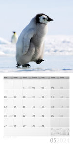 Pinguine Kalender 2024 - 30x30