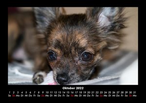 Der Hundekalender 2022 Fotokalender DIN A3