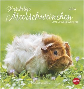 Kuschelige Meerschweinchen Postkartenkalender 2024 von Monika Wegler. Kleiner Kalender mit Porträts der putzigen Nager. Jeden Monat eine neue Postkarte aus dem Fotokalender.