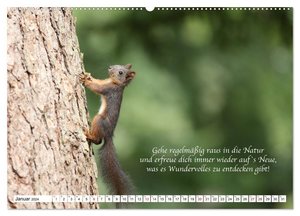 Tipps von Eichhörnchen an Eichhörnchenliebhaber (hochwertiger Premium Wandkalender 2024 DIN A2 quer), Kunstdruck in Hochglanz