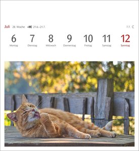 Katzen Postkartenkalender 2026