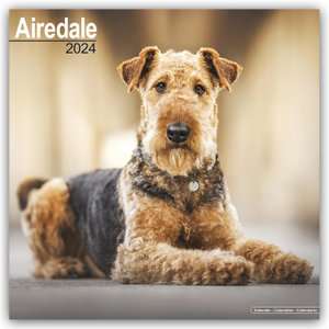 Airedale Terrier 2024 - 16-Monatskalender