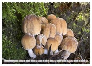 Pilze vor der Makrolinse 2024 (hochwertiger Premium Wandkalender 2024 DIN A2 quer), Kunstdruck in Hochglanz