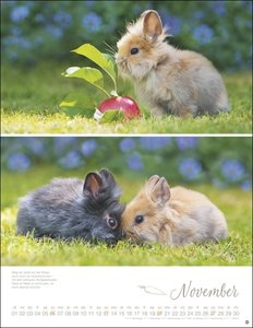 Kaninchenkinder Posterkalender 2022
