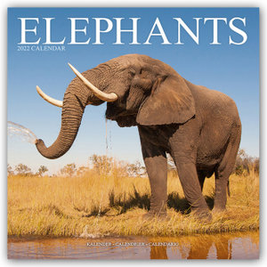 Elephants - Elefanten 2022 - 16-Monatskalender