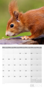 Eichhörnchen Kalender 2024 - 30x30