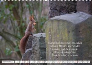 Tipps von Eichhörnchen an Eichhörnchenliebhaber (Wandkalender 2023 DIN A2 quer)