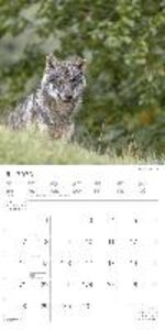 Wölfe 2023 - Broschürenkalender 30x30 cm (30x60 geöffnet) - Kalender mit Platz für Notizen - Wolves - Bildkalender - Wandplaner - Alpha Edition