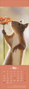Eichhörnchen Lesezeichen & Kalender 2023. Süße kleine Aufmerksamkeit zu Weihnachten für Tierfreunde: Niedliche Eichhörnchenfotos, praktischer kleiner Kalender und Lesezeichen in einem!