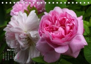 Zauberhafter Rosenreigen (Tischkalender 2023 DIN A5 quer)