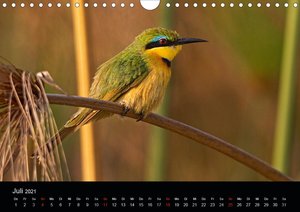 Botswanas Vogelwelt (Wandkalender 2021 DIN A4 quer)