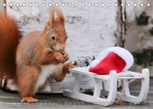 Eichhörnchen Momentaufnahmen fürs Herz (Tischkalender 2023 DIN A5 quer)