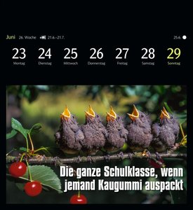 Animal Memes Postkartenkalender 2025 - 53 tierisch witzige Postkarten