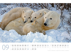 Eisbären Kalender 2025