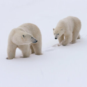 Polar Bears/Eisbärchen 2023