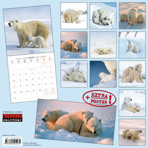 Polar Bears/Eisbärchen 2022