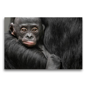 Premium Textil-Leinwand 75 cm x 50 cm quer Bonobo XOLA