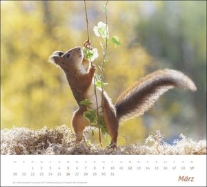 Eichhörnchen Bildkalender 2023. Die niedlichen Waldbewohner in einem großen Wandkalender, fotografiert von Geert Weggen. Tier-Kalender im Großformat.