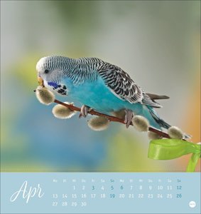 Freche Wellensittiche Postkartenkalender 2026