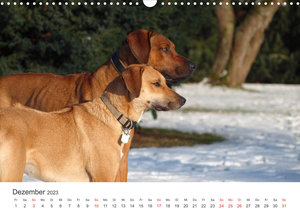 Ridgebacks - Hunde aus Afrika (Wandkalender 2023 DIN A3 quer)