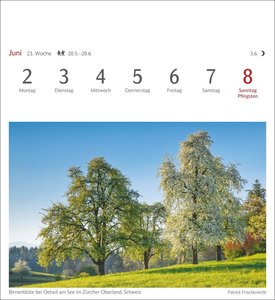 Bäume Postkartenkalender 2025