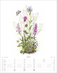 Alpenblumen-Aquarelle Kalender 2026