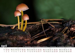 Pilze 2022 - Timokrates Kalender, Tischkalender, Bildkalender - DIN A5 (21 x 15 cm)