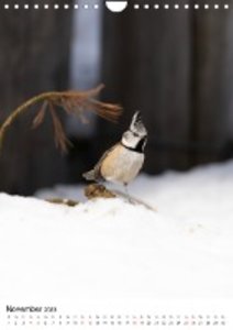 Heimische Vögel in Ihren Gärten (Wandkalender 2023 DIN A4 hoch)