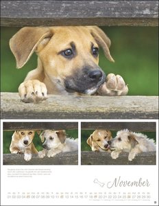 Hundekinder Posterkalender 2023 von Monika Wegler. Welpen-Fotos zum Dahinschmelzen in einem großen Wandkalender. Posterkalender mit Hundeporträts für alle Fans der Fellnasen.