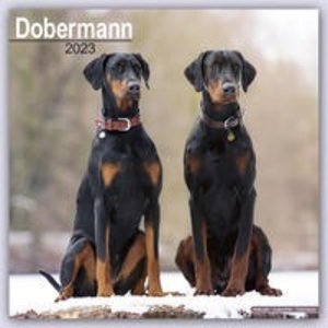 Dobermann - Dobermänner 2023 - 16-Monatskalender
