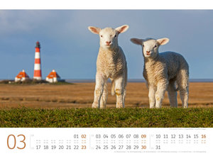 Schafe Kalender 2025