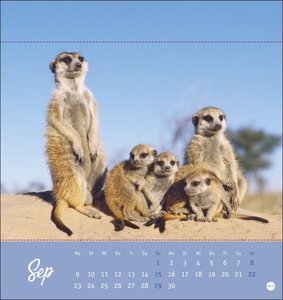 Erdmännchen Postkartenkalender 2024. Jeden Monat eine süße Postkarte. Fotokalender für Tierfreunde. Kleiner Tischkalender zum Aufstellen und Aufhängen im Postkartenformat.