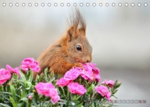 Eichhörnchen Momentaufnahmen fürs Herz (Tischkalender 2023 DIN A5 quer)