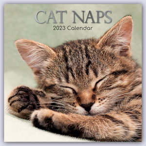 Cat Naps - Träumende Katzen 2023 - 16-Monatskalender