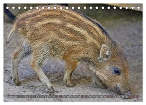 Tiere im Wildgehege Meßstetten EV (Tischkalender 2024 DIN A5 quer), CALVENDO Monatskalender