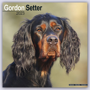 Gordon Setter 2023 - 16-Monatskalender