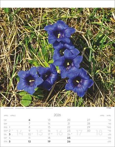 Alpenblumen Kalender 2026