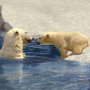 Polar Bears/Eisbärchen 2024