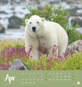 Bärenstark Postkartenkalender 2026