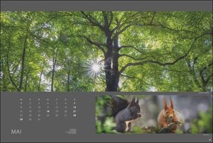 Wald nah und fern Edition Kalender 2023. Der Wald von seiner schönsten Seite in einem XXL Wandkalender. Kalender Großformat mit idyllischen Landschafts-Fotos.