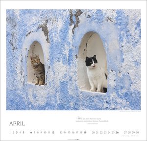 Katzen - Diven auf Samtpfoten 2026