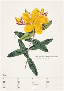 Bunte Pflanzenwelt Wochenplaner 2026