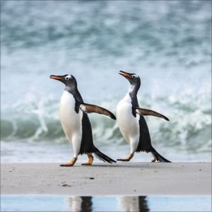 Pinguine 2025