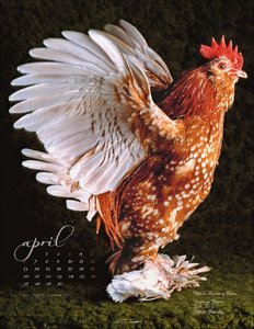 Pretty Chicks 2026