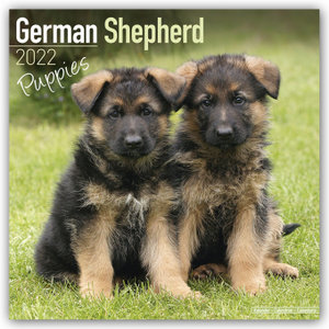 German Shepherd Puppies - Deutsche Schäferhund Welpen 2023 - 16-Monatskalender
