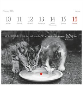 Monika Wegler: Katzen Weisheiten Premium-Postkartenkalender 2025