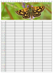 Schmetterlinge: Filigrane Flieger / Familienkalender (Wandkalender 2023 DIN A4 hoch)