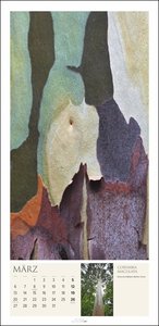 Baum Art Kalender 2023. Lebende Kunstwerke: Bäume mit ungewöhnlichen Rinden, fotografiert von dem französischen Naturfotografen Cédric Pollet. Länglicher Kalender XXL.,